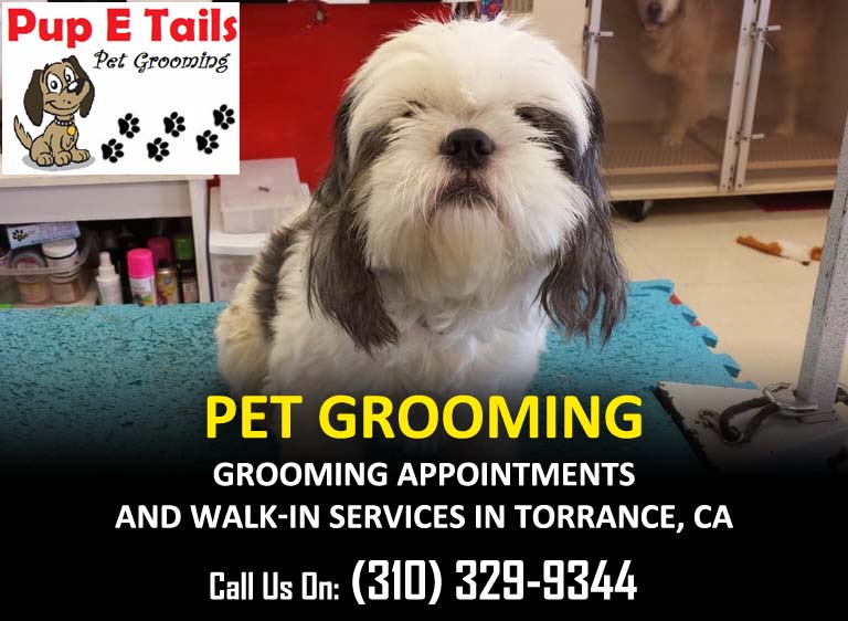 Best Dog and Cat Grooming Torrance CA- Pup E Tails